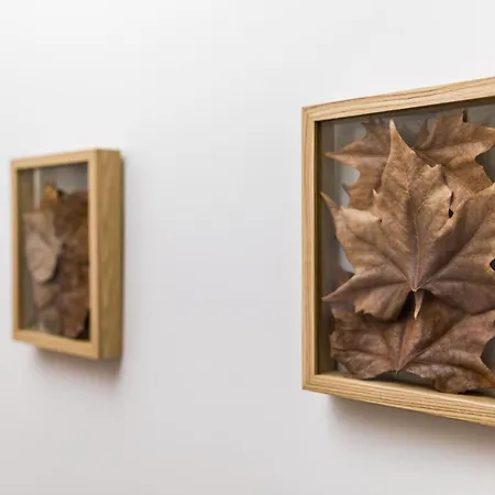 Estrela De Montesinho * Bragança